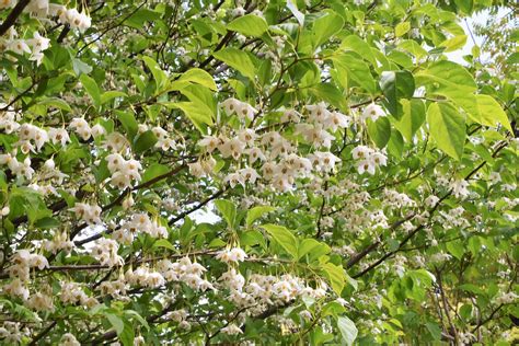 庭院樹種|庭木図鑑 植木ペディア